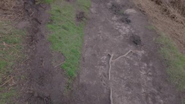 Staffordshire, İngiltere 'deki The Peak District Ulusal Parkı' ndaki The Roaches 'ta çam ağaçlarının ve kavak taşlarının gidiş yeri manzaraları..