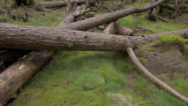 英国斯塔福德郡山顶区国家公园松树林地风暴破坏的目的地景观 — 图库视频影像