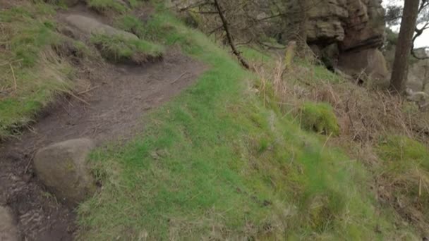 Staffordshire Ngiltere Deki Peak District Ulusal Parkı Ndaki Hamamböcekleri Nin — Stok video