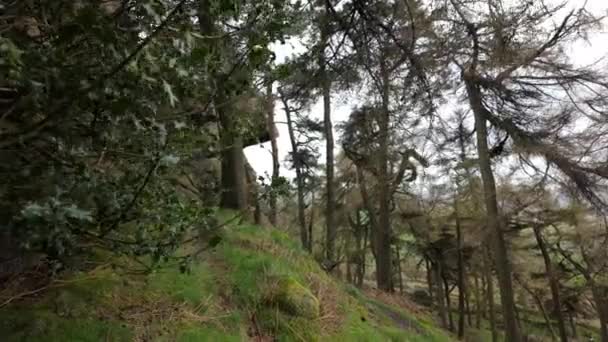Destination Scenics Pine Woodland Gritstone Rocks Roaches Peak District National — Stockvideo