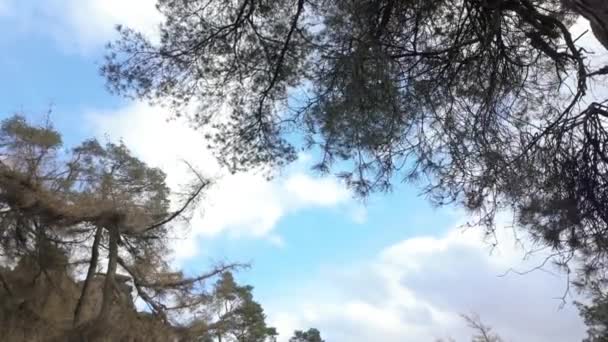 英国斯塔福德郡山顶地区国家公园的蟑螂们拍摄的英国乡村风景 — 图库视频影像