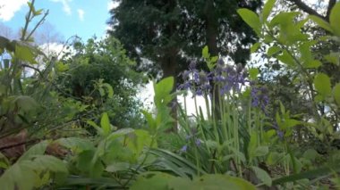 Fenton Park Stoke-on-Trent 'te rüzgârda esen BlueBell çiçeklerinin düşük perspektifli görüntüleri.