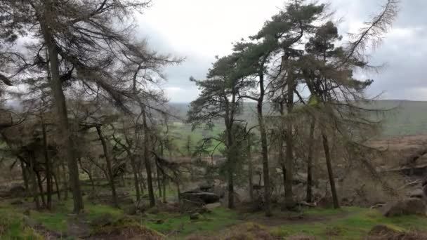 Kackerlackorna Tallskog Peak District National Park — Stockvideo