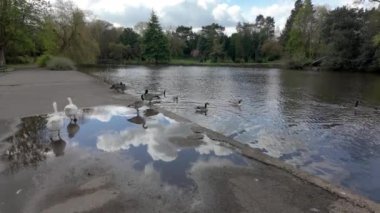 Longton Park 'ın, Stoke on Trent' in güneşli bir bahar gününde gölü ve yaban hayatı gösteriminin çekimleri..