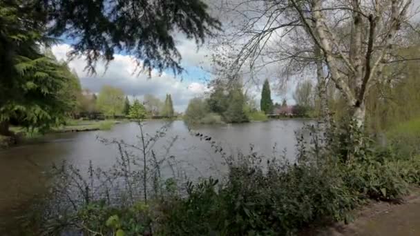 Etablering Skudt Longton Park Stoke Trent Viser Søen Dyreliv Solrig – Stock-video