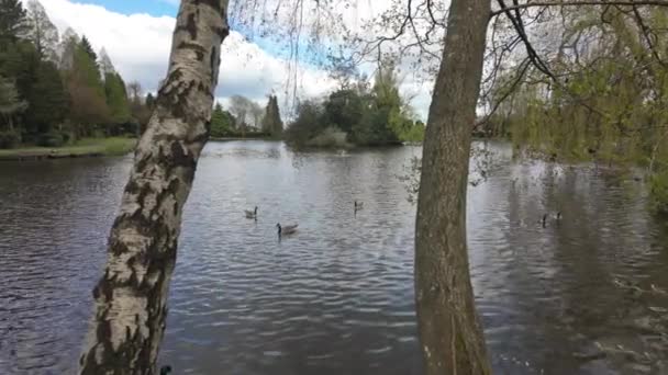 Longton Park Stoke Trent Güneşli Bir Bahar Gününde Gölü Yaban — Stok video