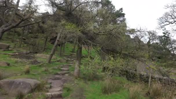 ピーク地区国立公園 スタッフォードシャー イギリスの強い風で吹く木の目的地の景観 — ストック動画