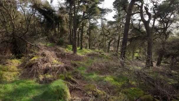 Roaches Peak District Ulusal Parkı Staffordshire Ngiltere Bir Ngiliz Kırsal — Stok video