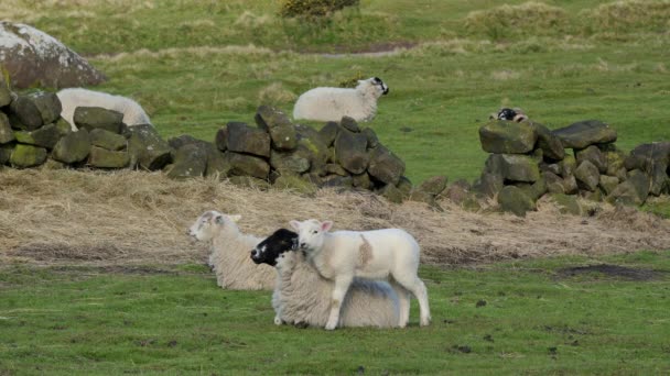 一只小羊站在一只羊的旁边 咀嚼着 抚摩着她的脸 — 图库视频影像