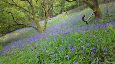 BlueBell çiçeklerinin durağan çekim gücü yaz boyunca kadim bir ormanlık alanda rüzgarda hafifçe esiyor..