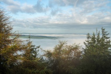 Staffordshire Tepesi Ulusal Parkı 'ndaki hamamböcekleri' nde açan mor fundalarla sisli bir yaz gündoğumu, İngiltere, İngiltere.