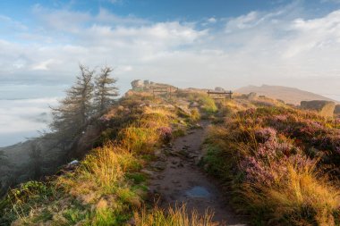 Purple heather and a misty summer sunrise at The Roaches in the Staffordshire Peak District National Park, England, UK. clipart