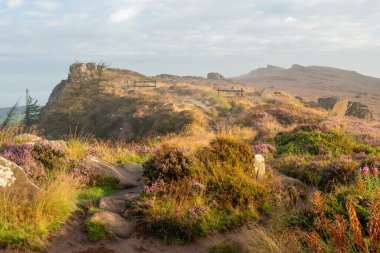 A misty summer sunrise with purple heather in bloom at The Roaches in the Staffordshire Peak District National Park, England, UK. clipart