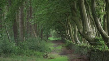 Yukarı Mağribi 'nden Derbyshire Dales' in kemerli kayın ağacı dalları ve kuru bir taş duvar ve orman yolu ile rüzgarda esen yapraklar..