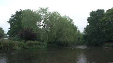 Willow ağaçlarıyla birlikte Wye Nehri yavaşça esiyor Ashford 'da Peak District Ulusal Parkı' ndaki suda, İngiltere 'de..