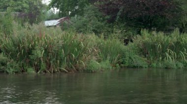 Wye Nehri 'nin yavaşça kamışları ve İngiltere' nin Peak District ulusal parkındaki Ashford 'daki sudaki yemyeşil bitki örtüsünü geçerek aktığını gösteren genel bir video kaydı..