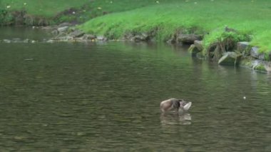 Wye Nehri 'ndeki ördeklerin genel görüntüsü Ashford' da Peak District Ulusal Parkı 'nda, İngiltere' de..