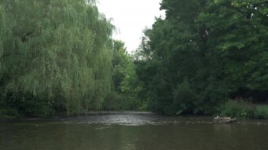 İngiltere, İngiltere 'deki Peak District Ulusal Parkı' nda Ashford 'da Wye Nehri' nin üzerinden esen Willow ağaçlarının görüntülerini yakınlaştırın..