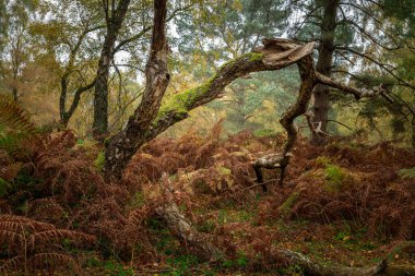 İngiltere 'de Brocton Coppice, Cannock Chase, Staffordshire, İngiltere, İngiltere' de sonbahar ağaçları ve yaprak renkleri olağanüstü doğal güzelliklere sahip bir bölge..