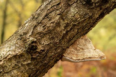 İngiltere 'nin kırsal kesimlerinde sonbahar boyunca gümüşî bir huş ağacında büyüyen mantarların yakın çekimi.