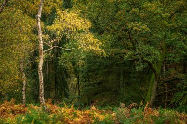 İngiltere 'de Brocton Coppice, Cannock Chase, Staffordshire, İngiltere, İngiltere' de sonbahar ağaçları ve yaprak renkleri olağanüstü doğal güzelliklere sahip bir bölge..