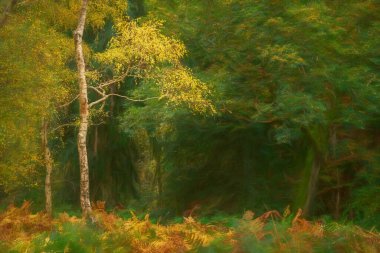 Birleşik Krallık sonbaharı Brocton Coppice, Cannock Chase, Staffordshire, İngiltere 'deki ağaçların dijital yağlı boya tablosu olağanüstü doğal güzelliklere sahip bir bölge..