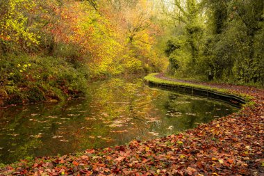 Vibrant autumn destination scenics along the Caldon canal waterway near, Froghall, Staffordshire, England, UK. clipart