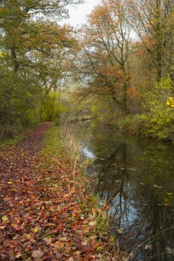 Staffordshire, İngiltere 'deki Froghall' da Caldon kanalı boyunca canlı sonbahar, güz ağacı ve yaprak renkleri..