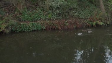 Denford, Staffordshire, İngiltere yakınlarındaki Caldon kanalı boyunca yüzen su kuşlarıyla dolu canlı sonbahar manzaraları..