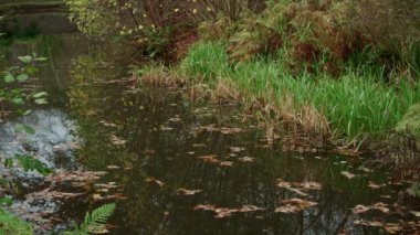 İngiltere, Staffordshire 'da bulunan Froghall' da Caldon kanalı boyunca uzanan canlı sonbahar, güz ağacı ve yaprak renkleri..