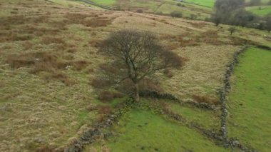 Yukarıdan aşağıya insansız hava aracı roketi, İngiltere 'nin Peak District Ulusal Parkı' ndaki Roach End 'de kar tozlu kış kırsalındaki bir ağacın görüntüsünü ortaya çıkardı..