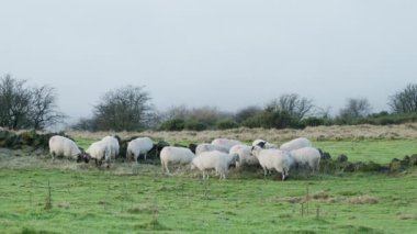İngiltere, İngiltere 'deki Peak District Ulusal Parkı' nda kışın hamamböcekleri tarafından beslenen bir koyun sürüsü..