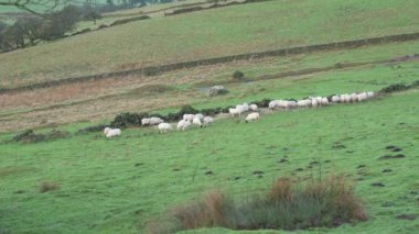 İngiltere, İngiltere 'deki Peak District Ulusal Parkı' nda kışın bir bozkırda otlayan koyun ve sülün sürüsü..