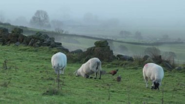 İngiltere, İngiltere 'deki Peak District Ulusal Parkı' nda kışın otlayan koyunların yakın çekimi..