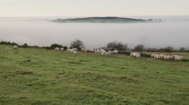 Kış boyunca Peak District Ulusal Parkı 'nda hamamböcekleri arazisinde beslenen bir koyun sürüsünün fotoğrafını çekiyoruz..