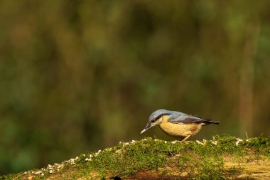 Avrasya Tımarhanesi 'nin çevresel portresi yosun ve sarmaşık dolu bir ormanda yiyecek arıyor..
