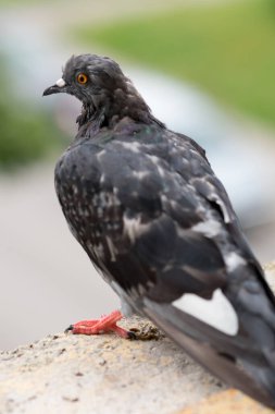 Güvercin Kolobidae popüler şehir kuşu. Bunlar kısa boyunlu ve kısa ince gagalı iri vücutlu kuşlar bazı türlerde etli seriler içerir..