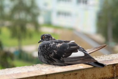 Güvercin Kolobidae popüler şehir kuşu. Bunlar kısa boyunlu ve kısa ince gagalı iri vücutlu kuşlar bazı türlerde etli seriler içerir..