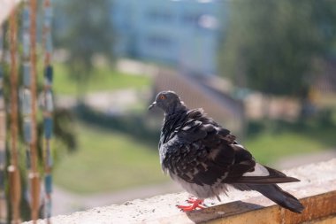 Güvercin Kolobidae popüler şehir kuşu. Bunlar kısa boyunlu ve kısa ince gagalı iri vücutlu kuşlar bazı türlerde etli seriler içerir..