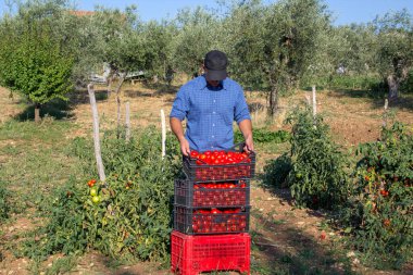 Kırsaldaki bir tarlada, hasat sırasında domates sandıklarıyla bir çiftçinin resmi..