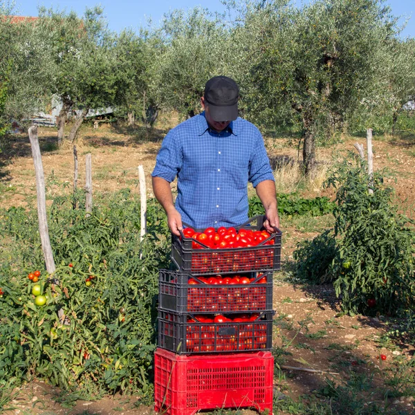 stock image Image of a farmer in a field in the countryside with tomato crates during the harvest.