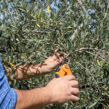 Bir zeytin ağacını budarken elinde makas tutan bir çiftçi resmi. Bahar ağaçları budanır..