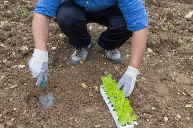  Elinde çapa, küçük bir kürek ve salata bitkisi olan bir adam resmi. Tarım arazilerinde sebze yetiştirme