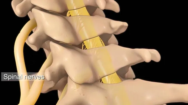 Anatomy of the back: Spine and back muscles