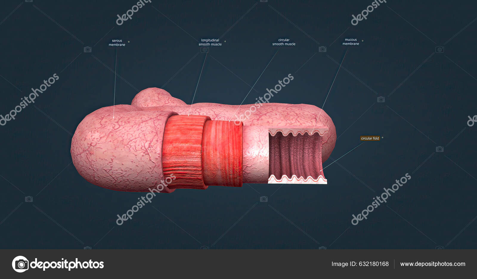 Small intestine consists four main layers tissue which centre