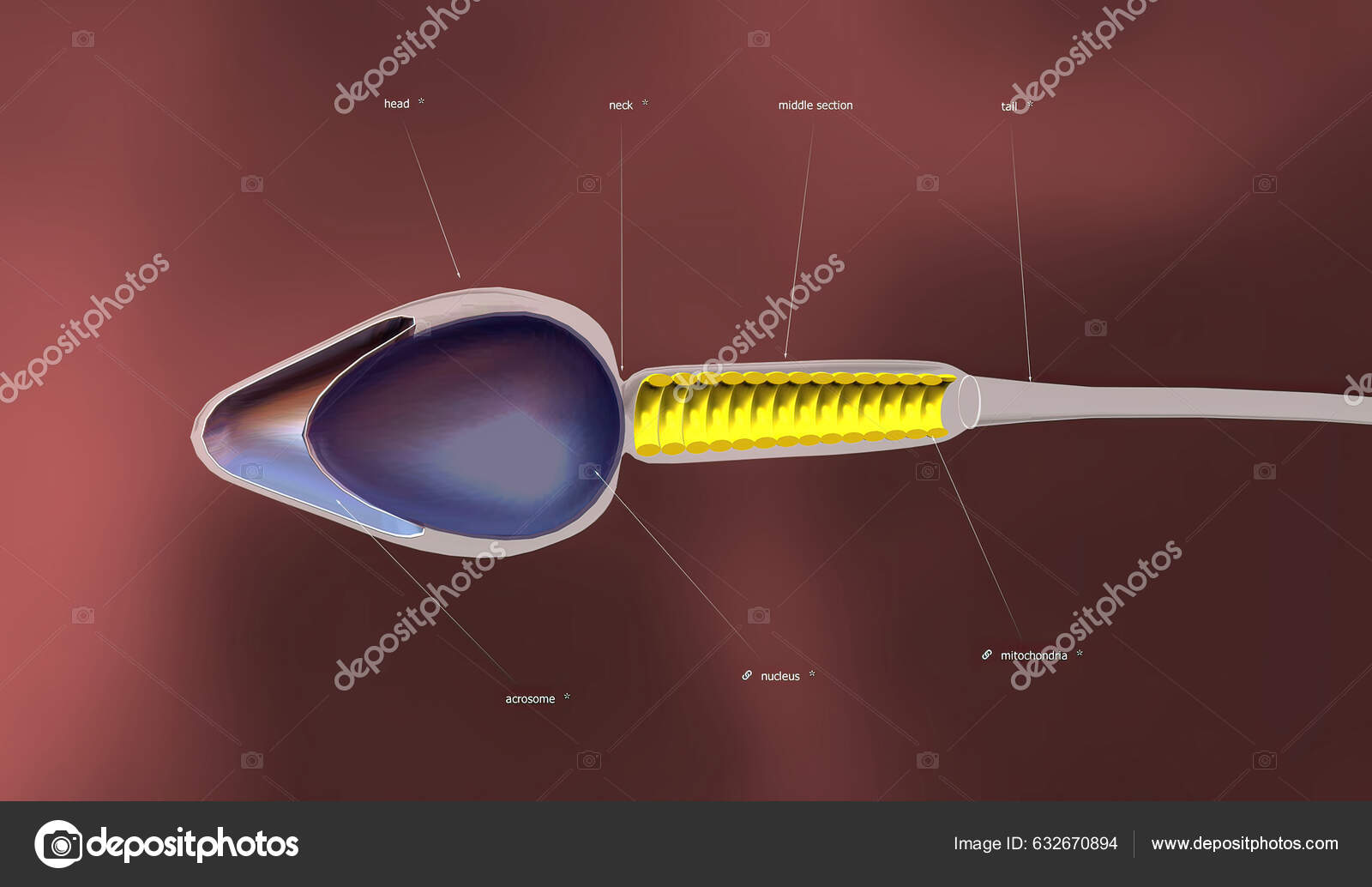 Sperm cell stok fotoğraflar | Sperm cell telifsiz resimler, görseller |  Depositphotos