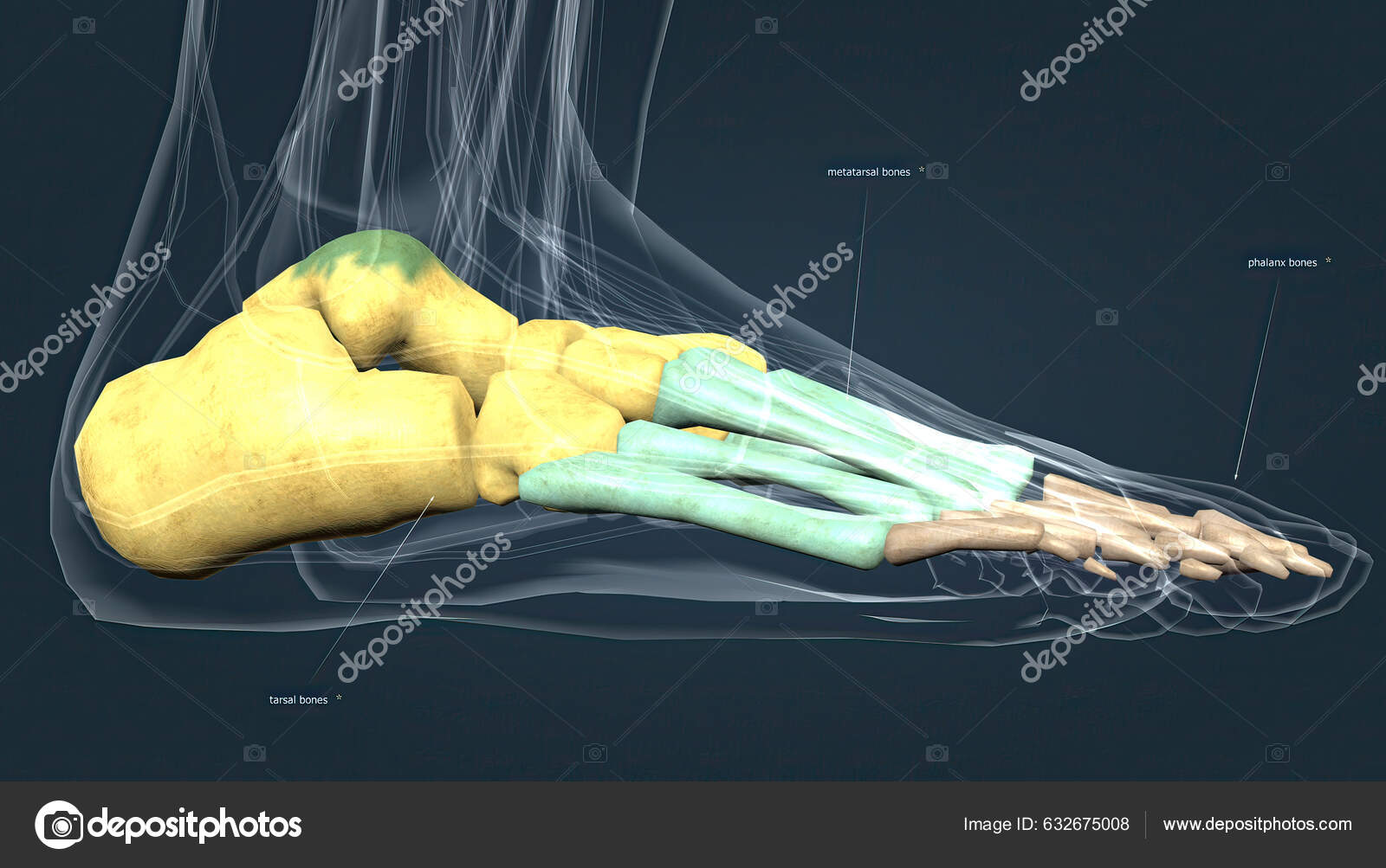 Anatomy Human Foot Metatarsal Bones Illustration Stock Photo by ©soundpic 632675008
