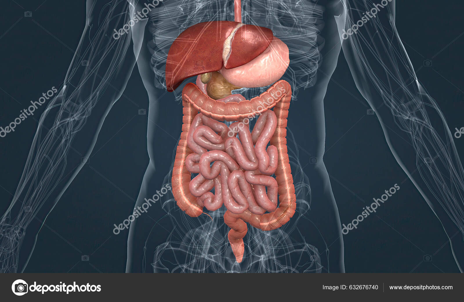 Digestive System Consists Gastrointestinal Tract Liver Pancreas Gall ...