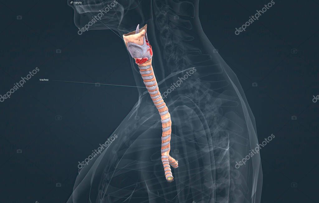 The trachea is the long tube that connects your larynx to your bronchi