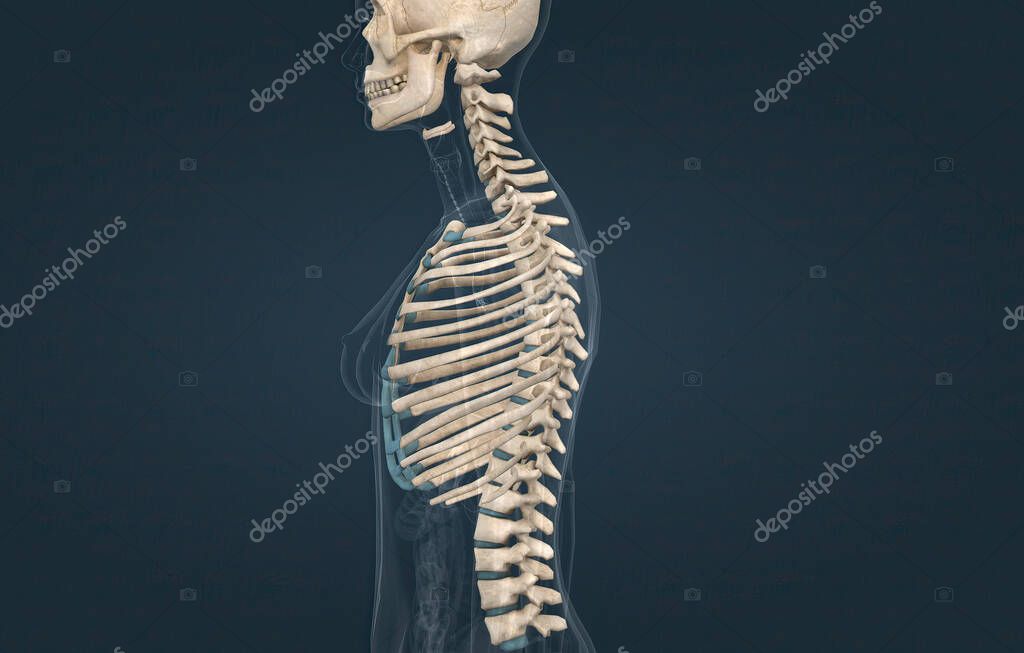 The costochondral joints are joints of the thoracic wall that connect